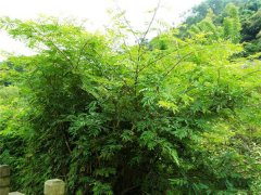 土壤養(yǎng)分測試儀原理是什么？土壤養(yǎng)分測試儀價(jià)格得多少錢？